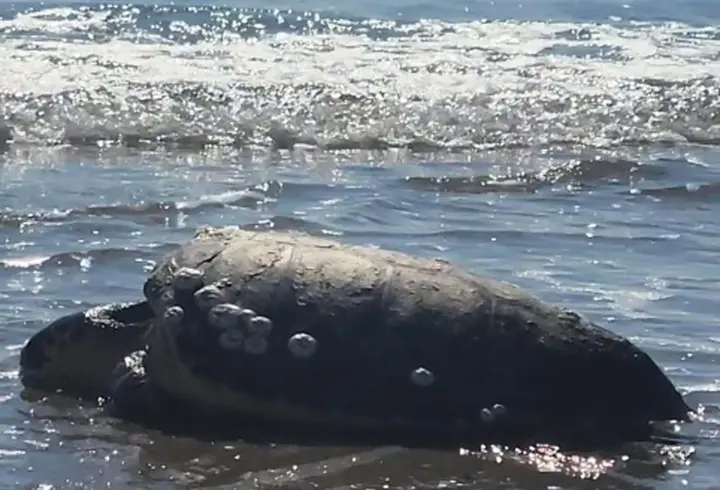 Çanakkale’de karaya vuran caretta caretta kurtarıldı