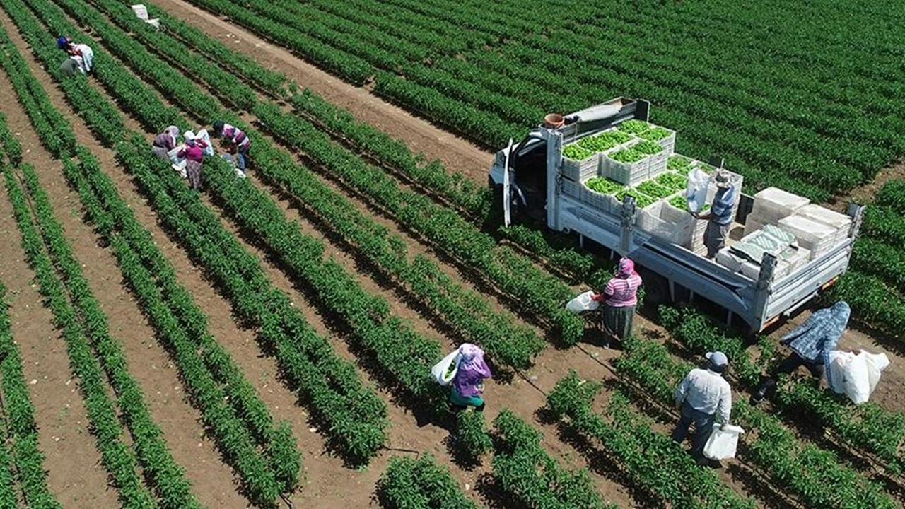 Bitkisel üretimde 2025 zor geçecek: TÜİK verileri kayıpları gösteriyor