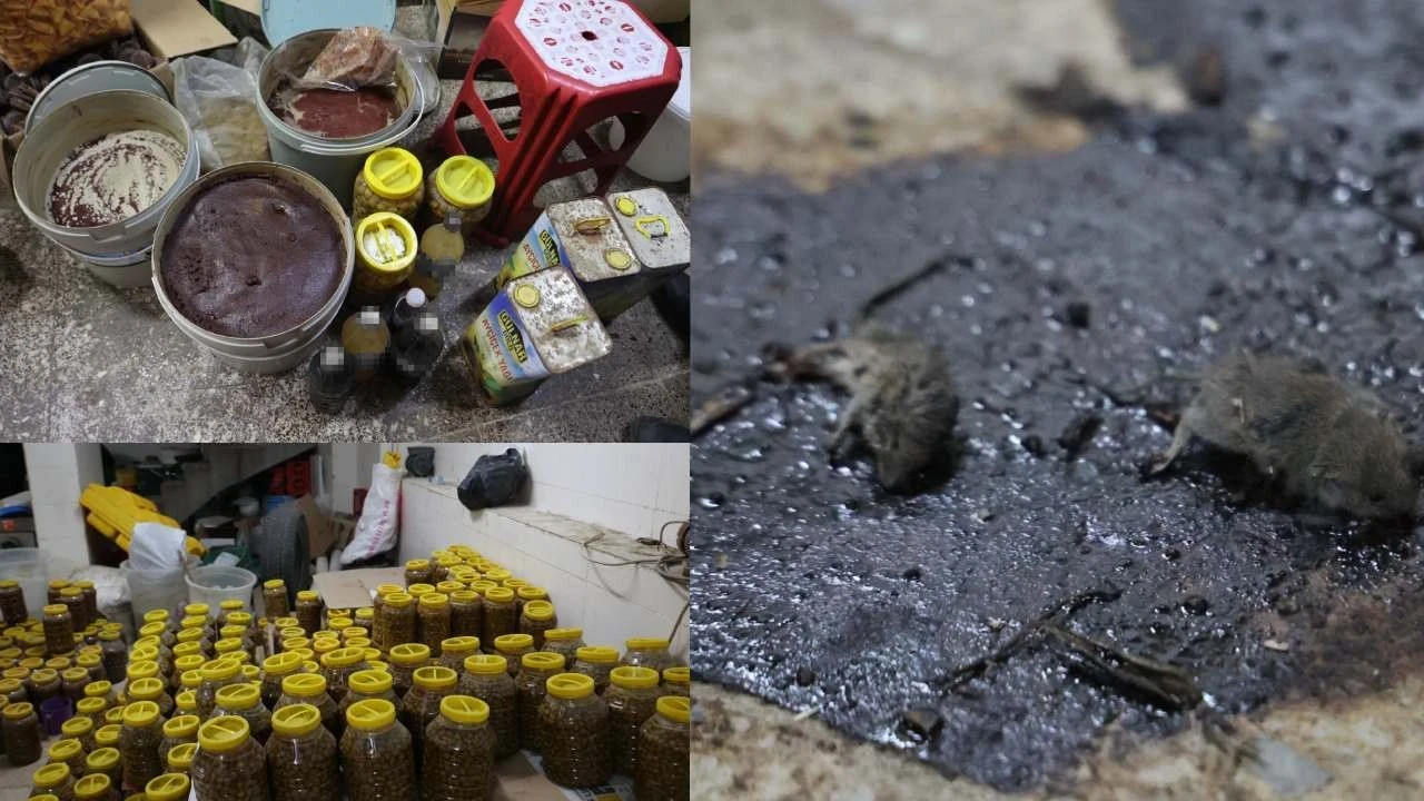 Kilis’te mide bulandıran hijyen skandalı: Fare ölüleri içinde tonlarca salça