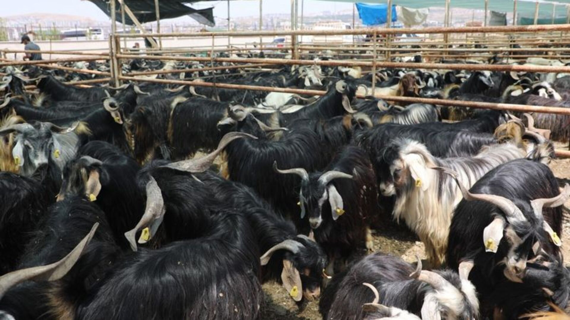 Elazığ'da Kurban Kesim Alanı Açıklandı