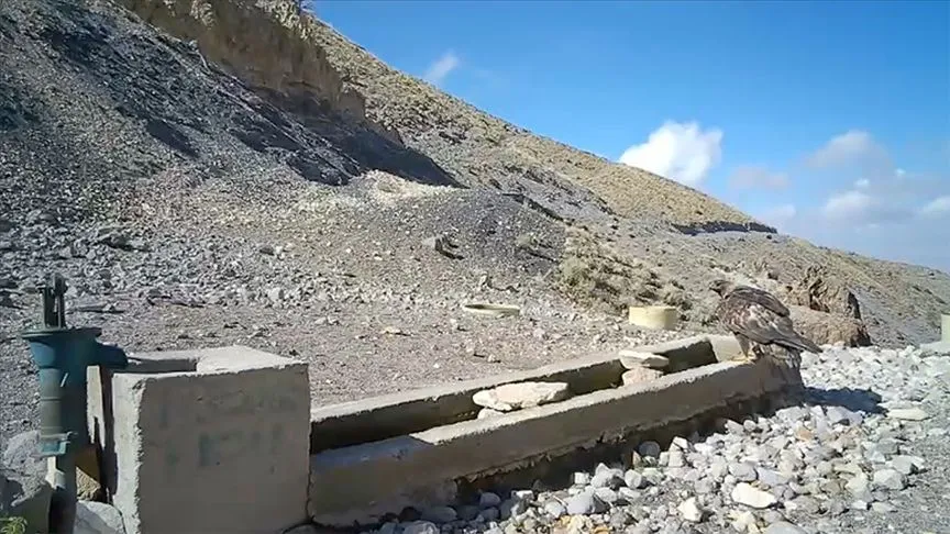 Hasan Dağı'nda yaban hayatı fotokapanla görüntülendi