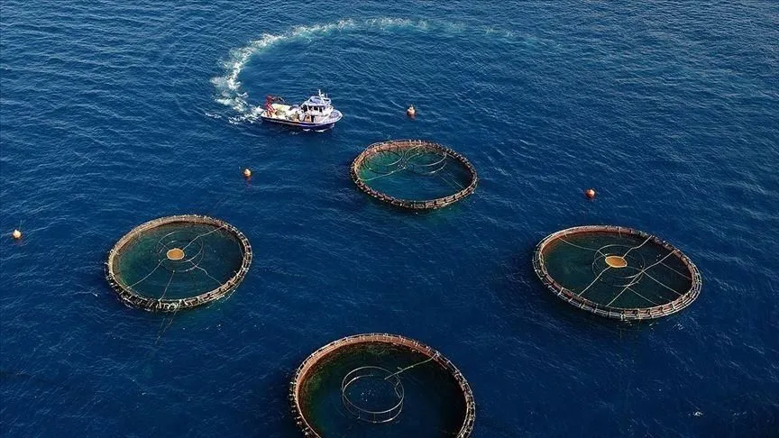 Doğu Karadeniz su ürünleri ihracatında hedefini büyütmek istiyor