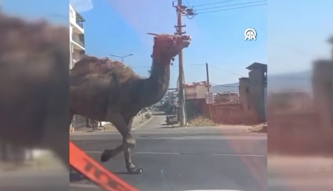 Görüntüler Türkiye'den! Otoyola deve çıktı sürücüler ne yapacağını şaşırdı