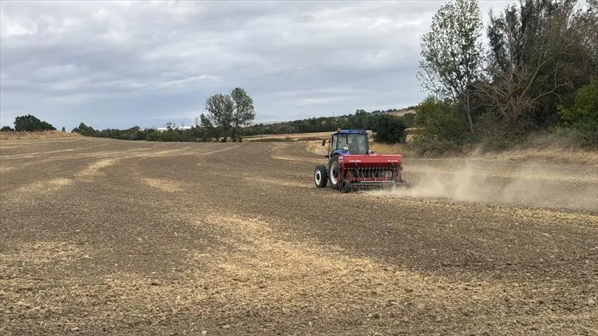 Edirne'de ayçiçeğinden istediği verimi alamayan çok sayıda üretici kanolaya yöneldi