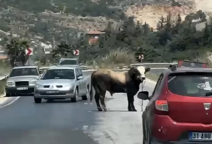 Kaçan kurbanlık boğa kara yoluna çıktı