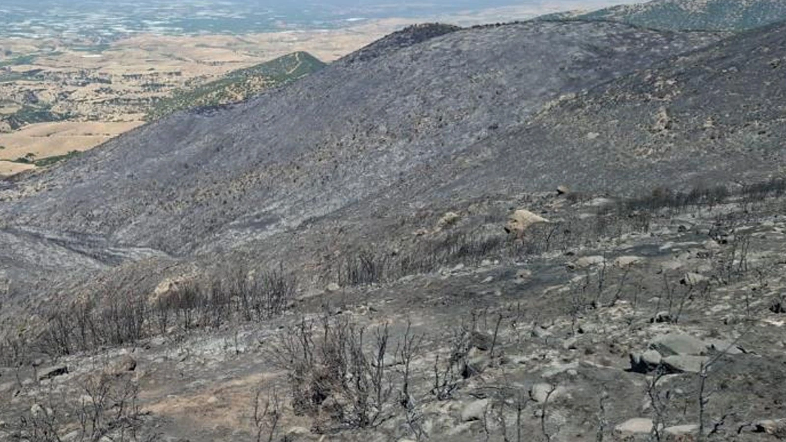 Manisa'daki orman yangınından geriye küle dönen evler ve tarlalar kaldı