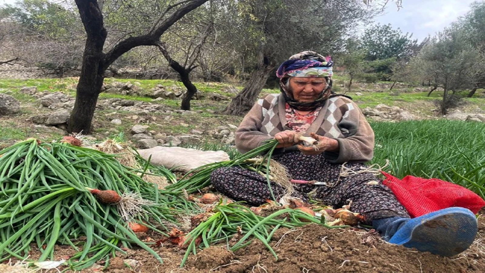 Balkonda bile yetişiyor. Bir tutam tüketildiğinde mideyi ve bağırsakları temizliyor