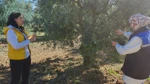 Bilecik’te Zeytin Ve Zeytinyağında Rekolte Tespiti