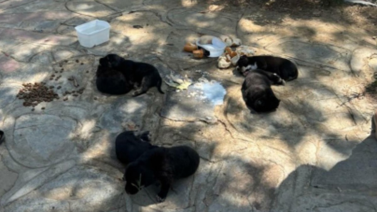 İzmir’de vahşet: 10 köpek ve 5 kedi ölü bulundu