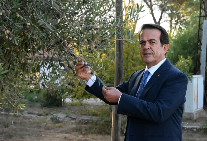 1210 ve 770 yaşındaki 2 zeytin ağacından 70 kilo mahsul bekleniyor