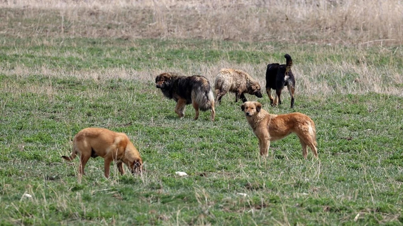 Samsun'daki ölü köpekler için soruşturma başlatıldı