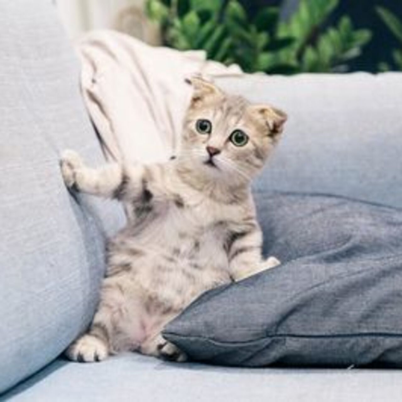 Kedi türleri, cinsleri ve özellikleri