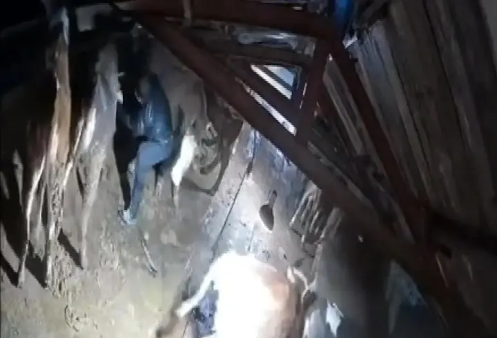 Karın çatısını çökerttiği ahırdaki hayvanları birer birer kurtardılar