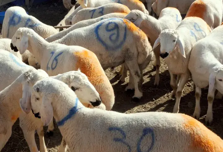 Kurban İle İlgili Ayetler Ve Hadisler Nelerdir? Kurban Ayetleri Ve Hadisleri…