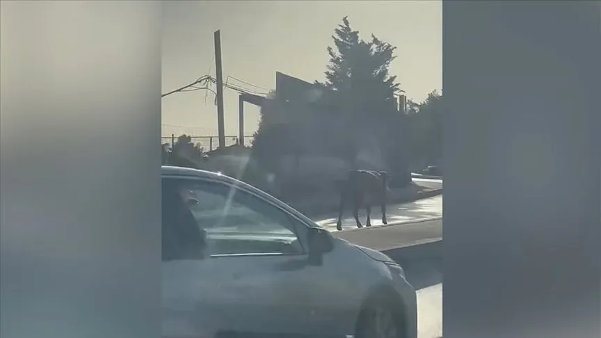 Ümraniye'de büyükbaş hayvanların trafiği tehlikeye düşürdüğü anlar kamerada
