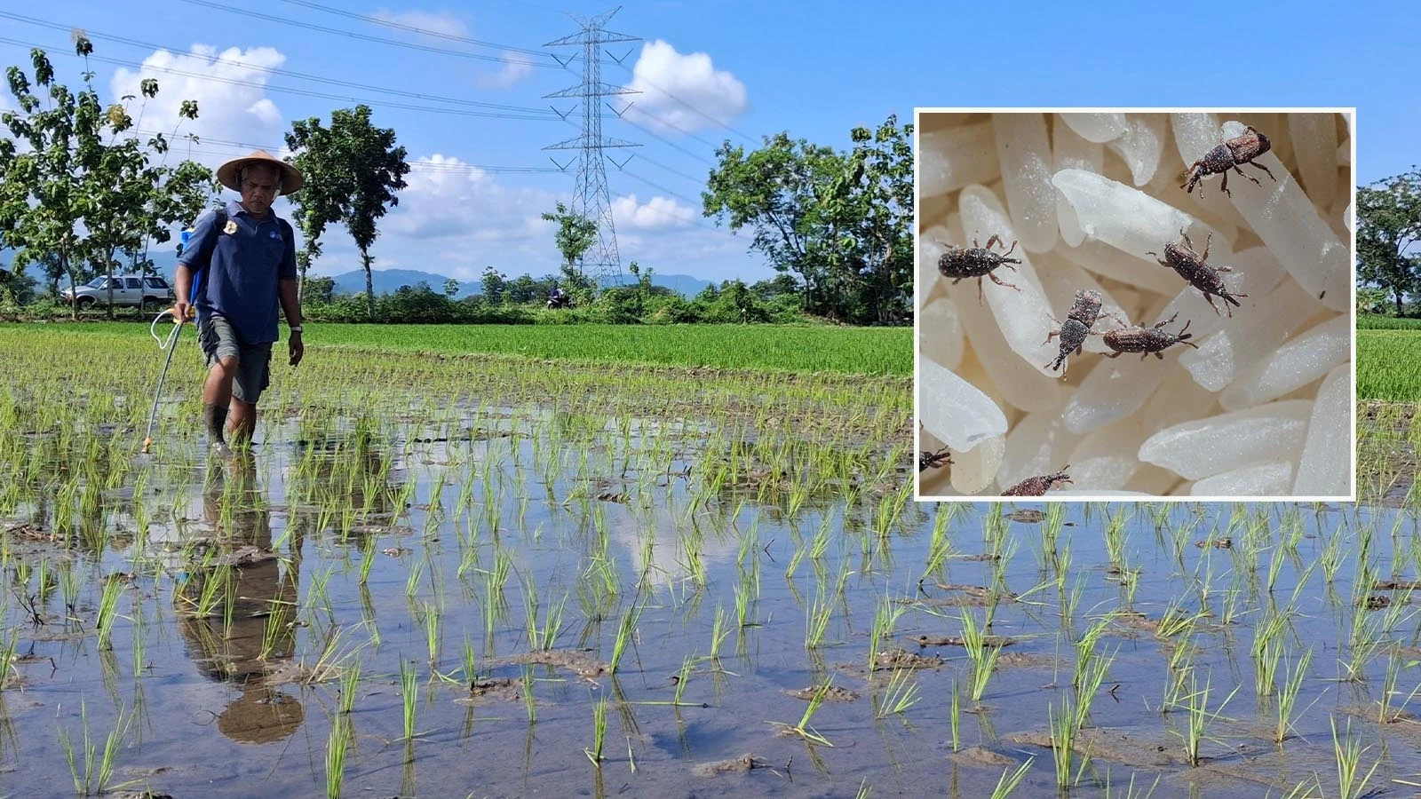 'Nature' küresel alarm verdi! Böceklere kaptırıyoruz
