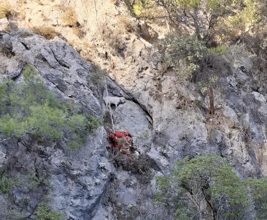 Muğla'da kayalıkta mahsur kalan keçiler kurtarıldı