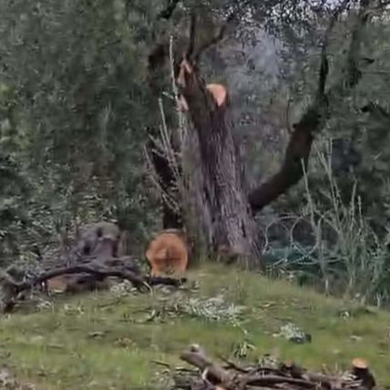 Zeytin ağaçlarını kesen Kılbey’e para cezası