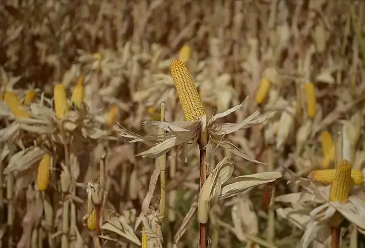 Yerli mısır tohumu üretiminde büyük başarı... 5 yıldır dış ticaret fazlası