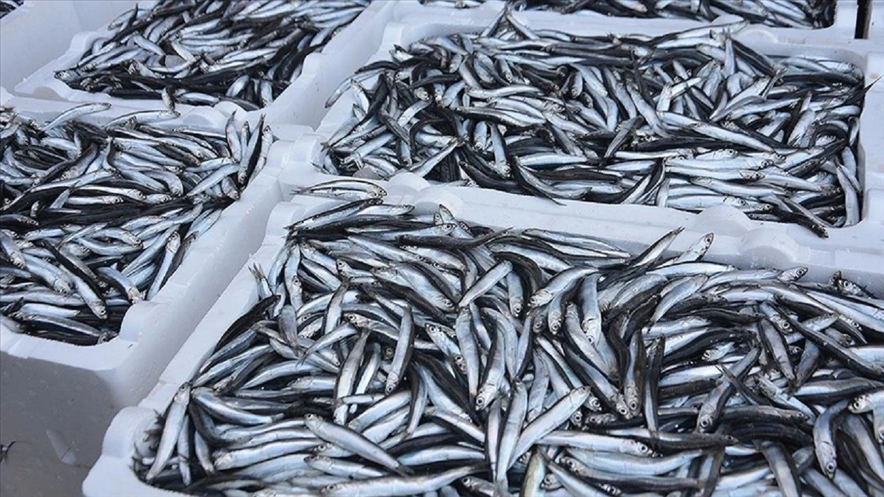 Hamsi ihracatı ekonomiye 10 milyon dolara yakın katkı sağladı