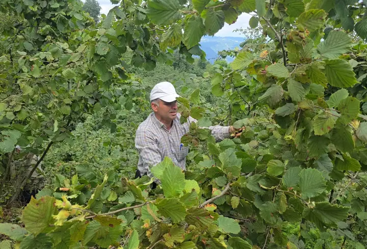 Ordu'da hayır için bağışlanan 1 ton fındık imece usulü toplandı