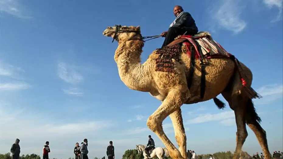 Suudi Arabistan 2 milyondan fazla deveye pasaport verecek