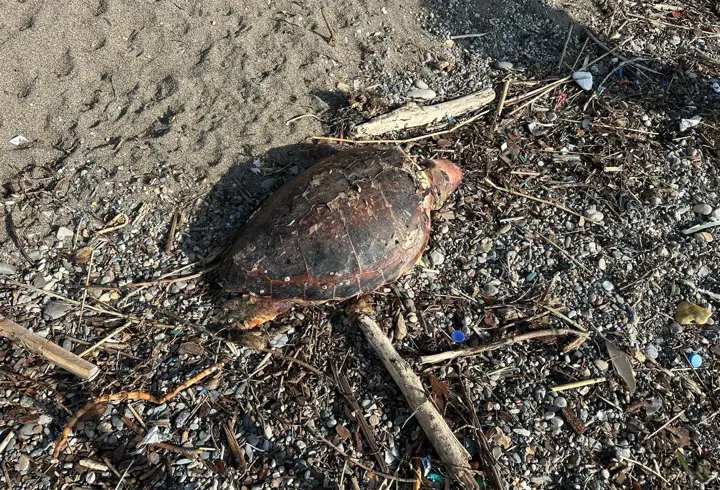 Çanakkale'de sahilde ölü caretta caretta bulundu