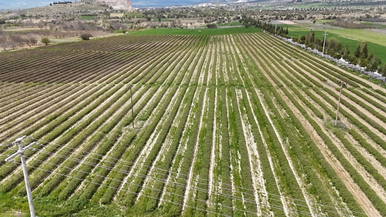 Isparta’da gül sezonu başlıyor: Rekolte beklentisi 13 bin ton