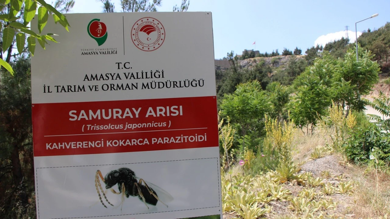 Kahverengi kokarca Amasya'da da tespit edildi! 3 bin samuray arısı doğaya salındı