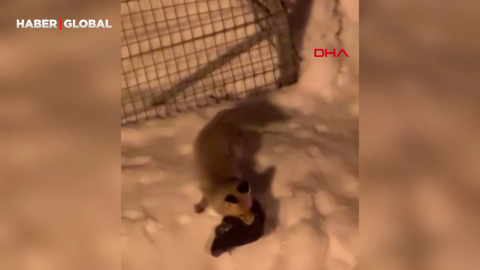 Kümese giren tilkinin tavuğu alıp götürdüğü anlar kamerada
