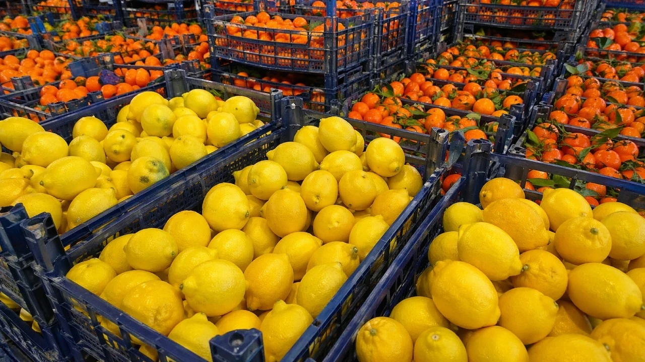 Türkiye'nin turunçgil ihracatı başarısı: Mandalina Irak’a, limon Rusya’ya gitti