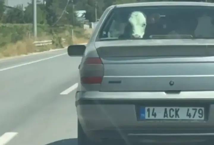 Buzağıyı otomobilin arka koltuğunda taşıdılar