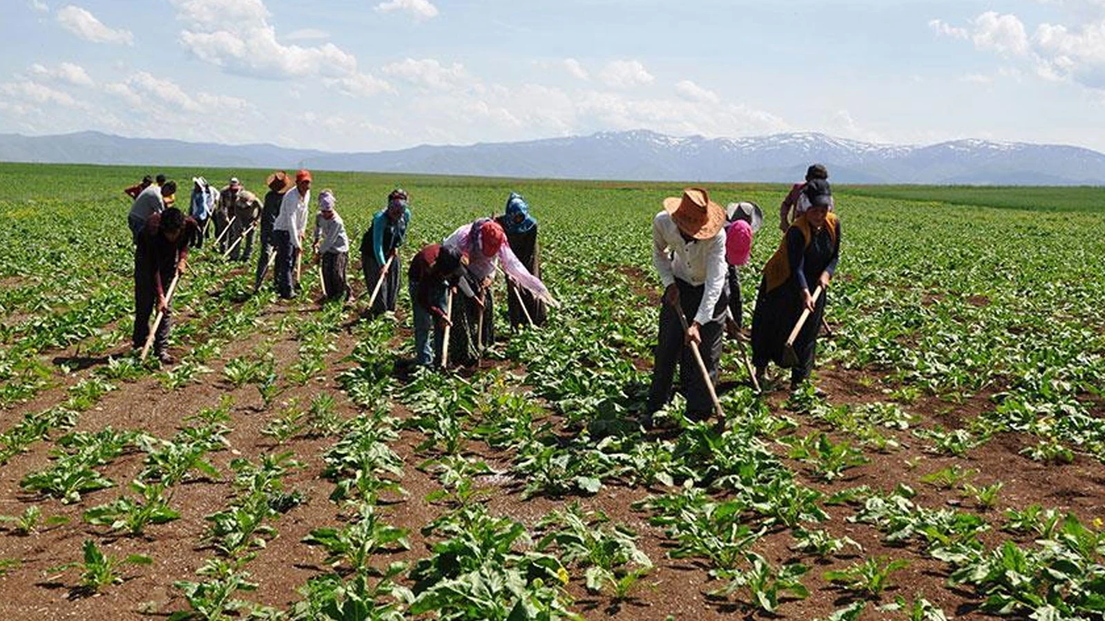 Manisa'da tarım işçilerinin günlük yevmiyesi belli oldu: 1500 TL'yi bulan var