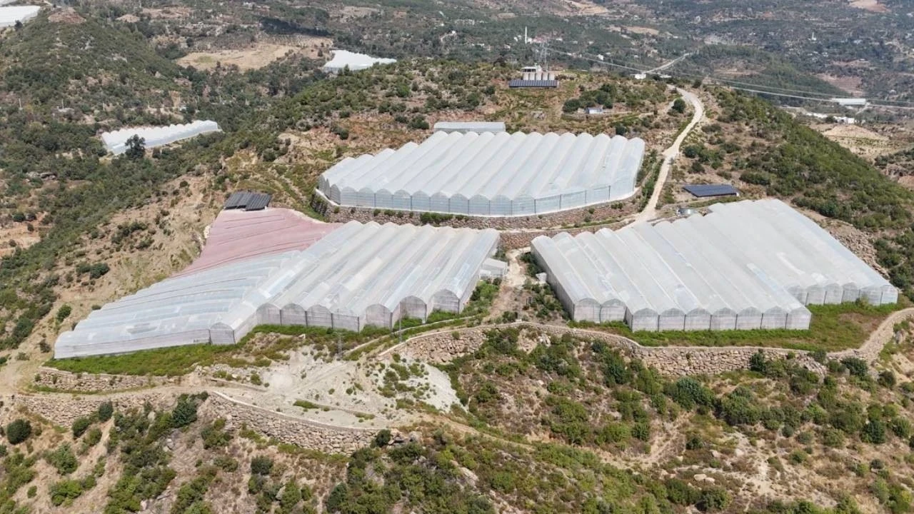 Engebeli arazilerden milyonluk ihracata: Alanya’nın tropikal meyve başarısı