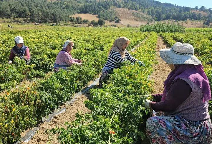Sındırgı’da biberiye hasadı başladı, fiyatlar üreticiyi sevindirdi