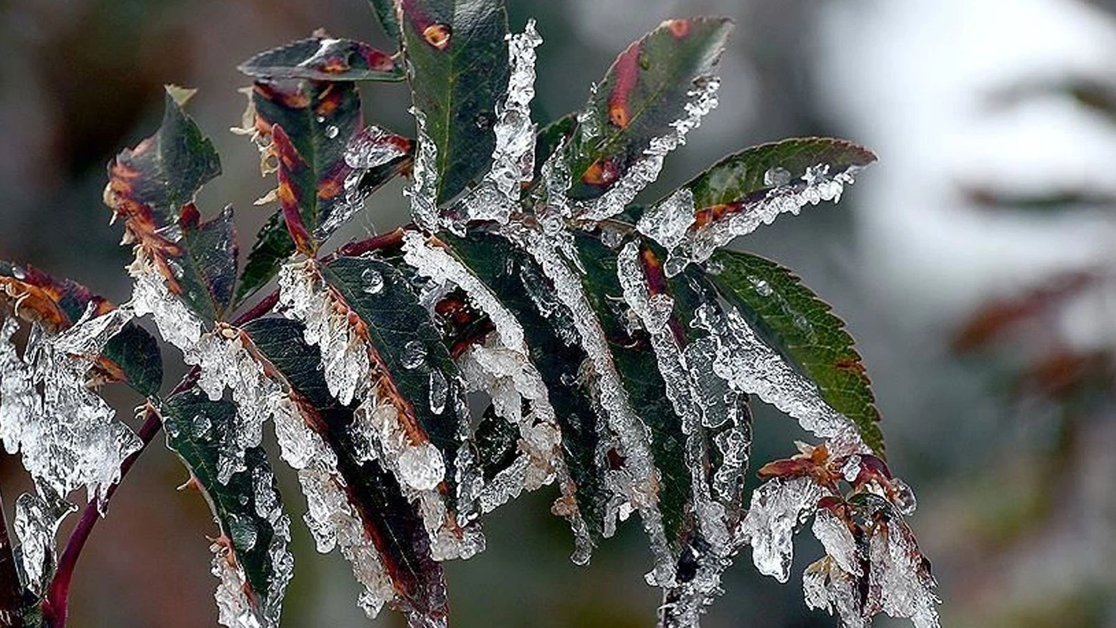 Meteoroloji'den birçok bölge için zirai don uyarısı