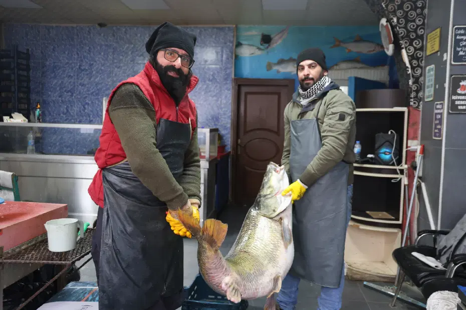 Bu balığı iki kişi zor taşıdı. 39 bin lira değerindeki dev turna Elazığ'da yakalandı