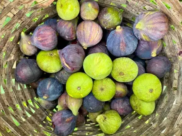Dalında Kendiliğinden Kuruyor Reçeli Şifa Saçıyor! Giresun Uzgara İncirinin Bilinmeyen Faydaları