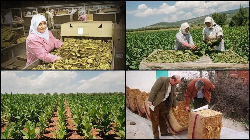 Tütün ve tütün mamulleri ihracatı 7 yıl sonra 1 milyar doları aştı