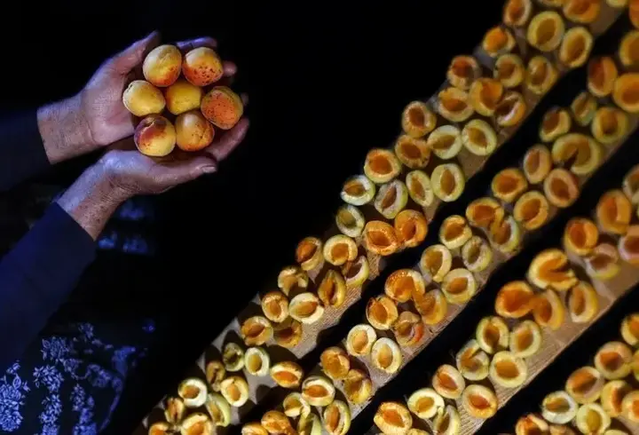 Malatya kayısısı ihracatından 66 milyon dolar gelir