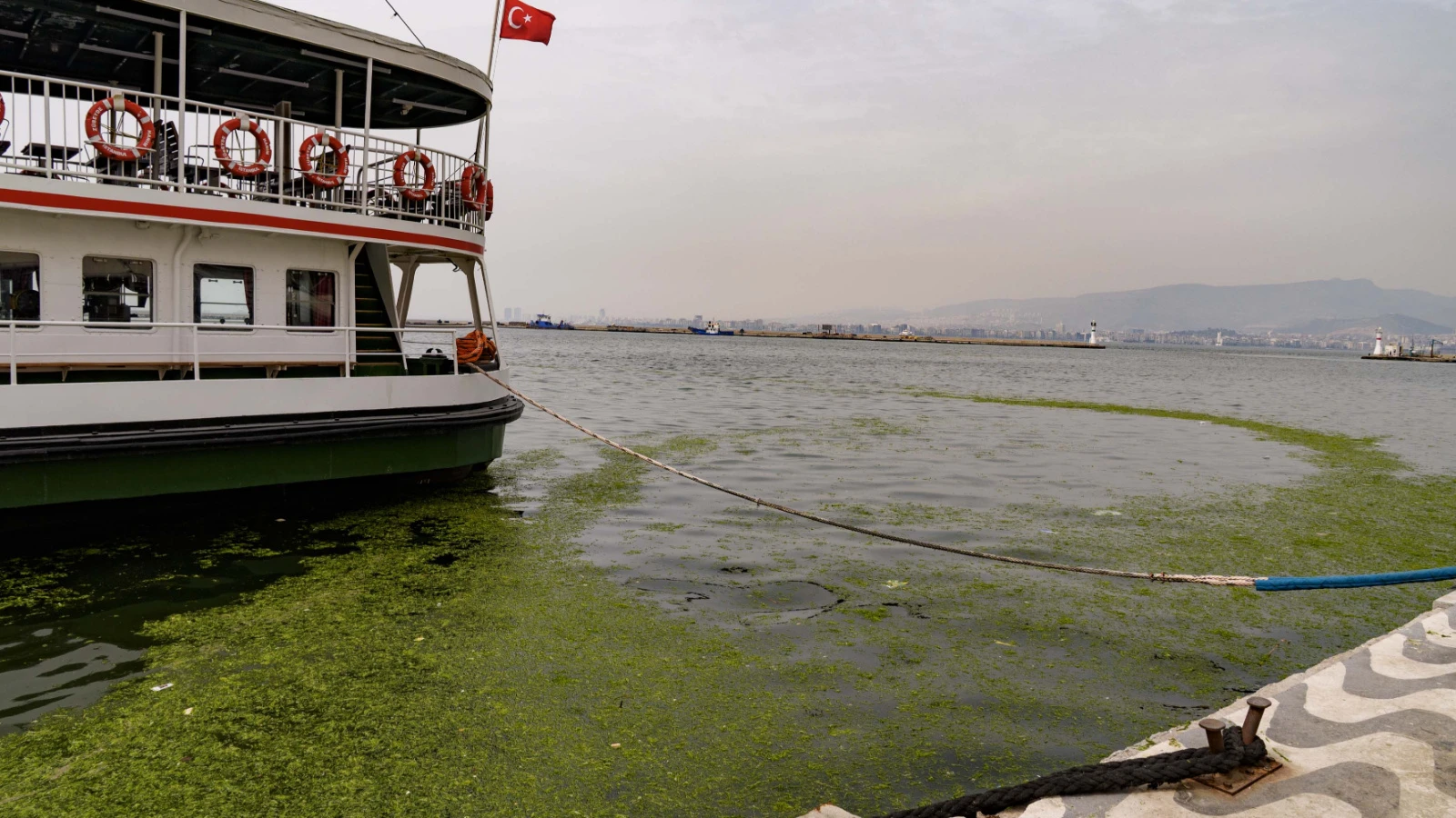 İzmir Körfezi'nde yosun tabakası oluştu