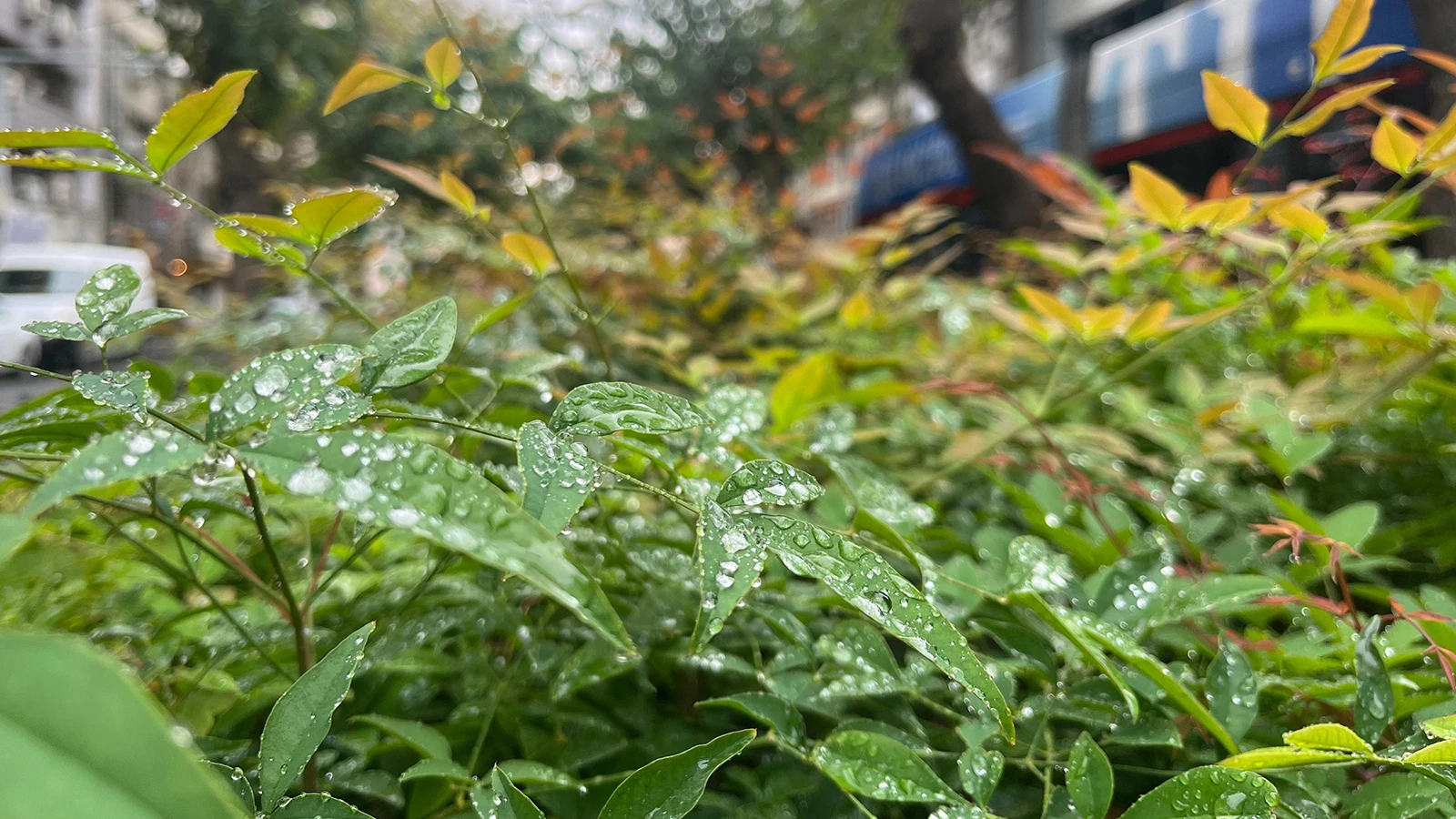 Kuraklık tehdidi altındaki İzmir'e yağmur müjdesi
