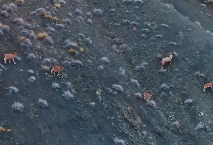 Giresun’un dağlarındaki yaban keçileri mercek altında