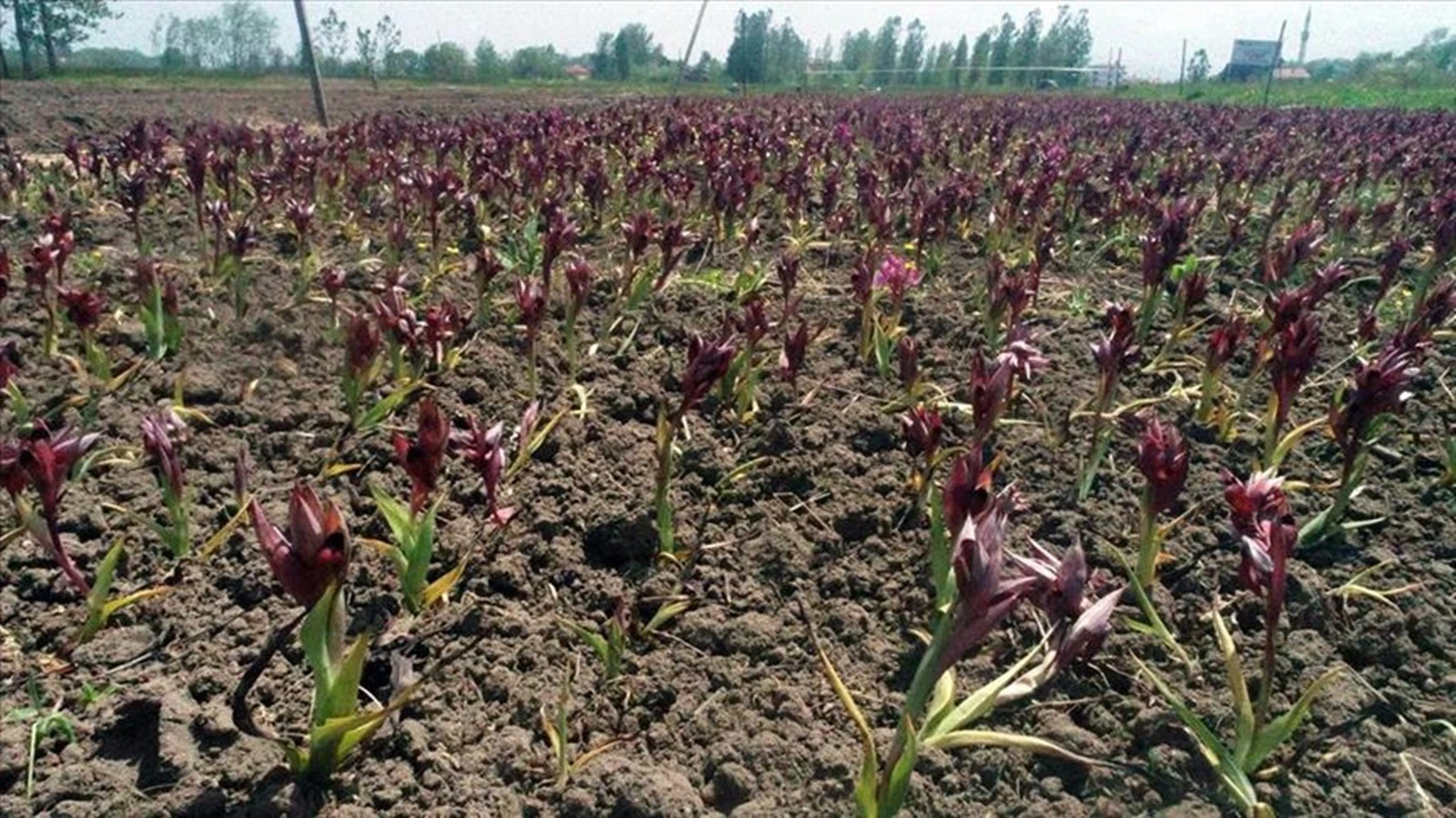 Salatalık, domates veya biber yerine ekiyorlar! Hasadı herkesi zengin ediyor