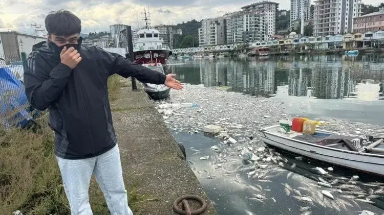 Rize’de Palamut Bereketi Kabusa Dönüştü! Sahil Ölü Balıklarla Kaplandı