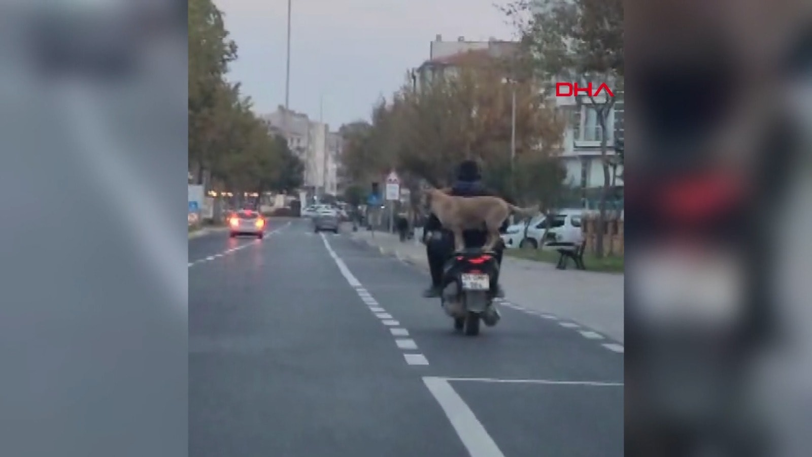 Motosikleti köpeğiyle sürdü! Trafikte korku dolu anlar