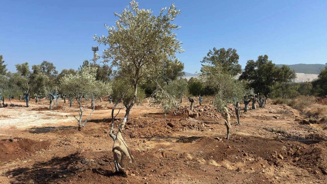 Santral sahalarındaki 151 zeytin ağacını yeni yerine taşındı