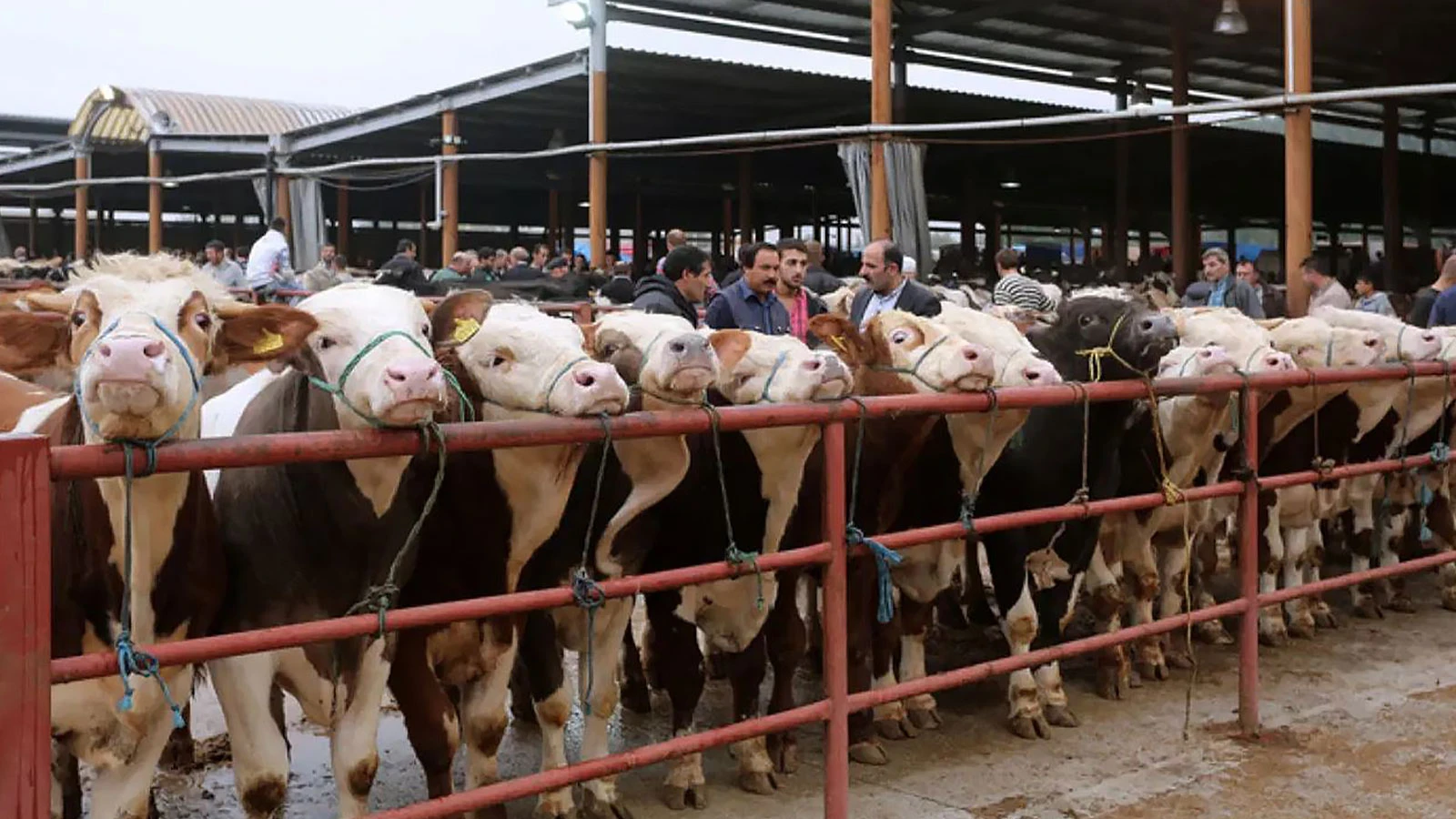 Korkutan şap karantinası, salgının nedeni kaçakçılık mı?