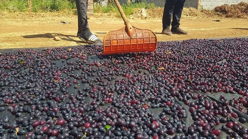 Gaziantep'in tescilli üzümleri kurutularak kışa hazırlanıyor