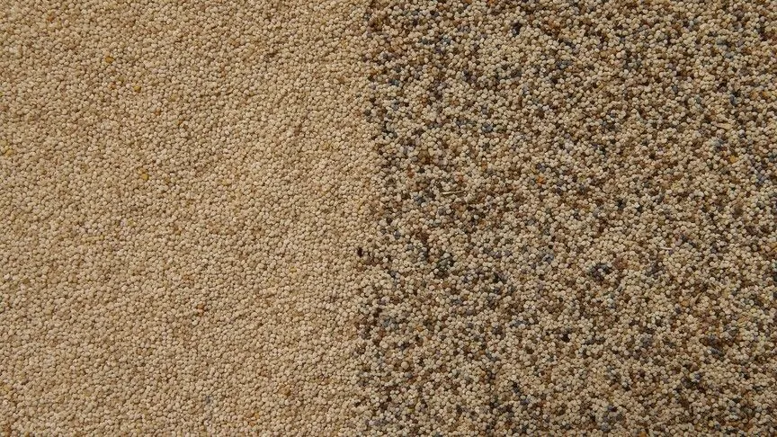 Toprak Mahsulleri Ofisi kilogramı 140 liradan haşhaş tohumu alacak